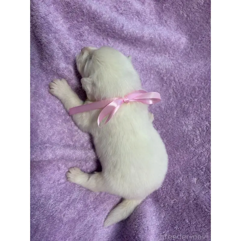 販売中の北海道のサモエド-454385の2枚目