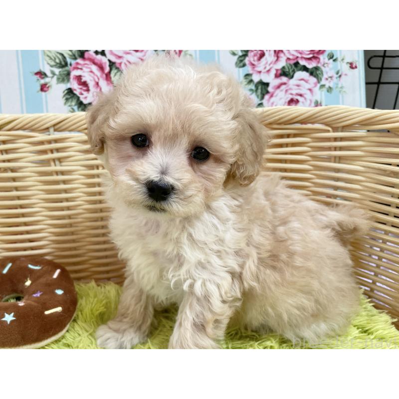 販売中の秋田県のマルプー:マルチーズ×トイプードル-451772の11枚目