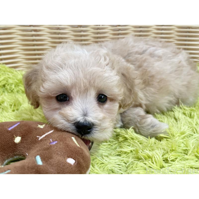 販売中の秋田県のマルプー:マルチーズ×トイプードル-451772