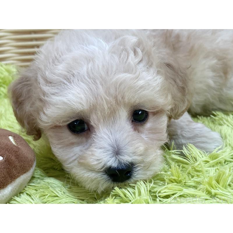 販売中の秋田県のマルプー:マルチーズ×トイプードル-451772の10枚目