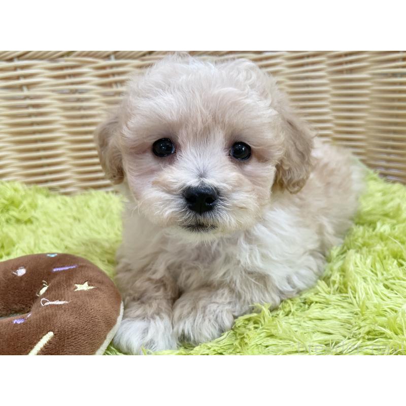 販売中の秋田県のマルプー:マルチーズ×トイプードル-451772の9枚目