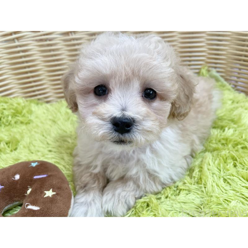 販売中の秋田県のマルプー:マルチーズ×トイプードル-451772の8枚目