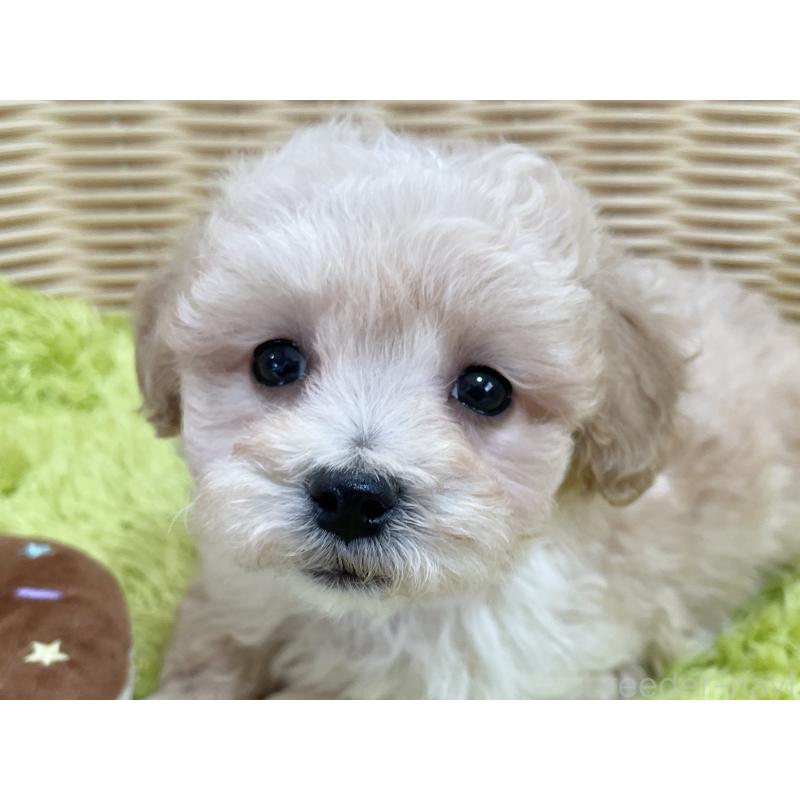 販売中の秋田県のマルプー:マルチーズ×トイプードル-451772の6枚目