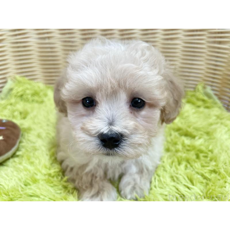 販売中の秋田県のマルプー:マルチーズ×トイプードル-451772の5枚目