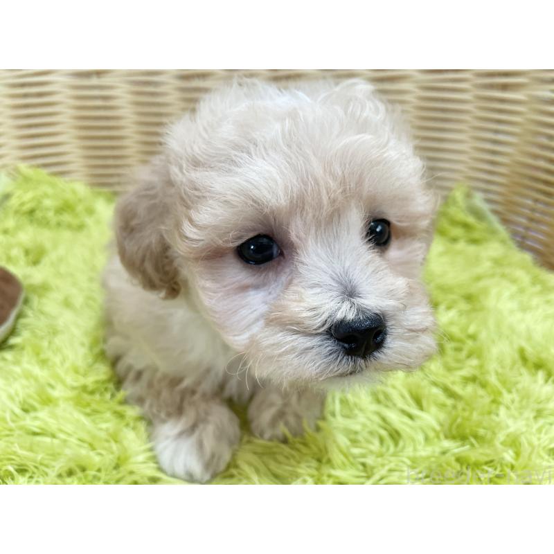 販売中の秋田県のマルプー:マルチーズ×トイプードル-451772の4枚目