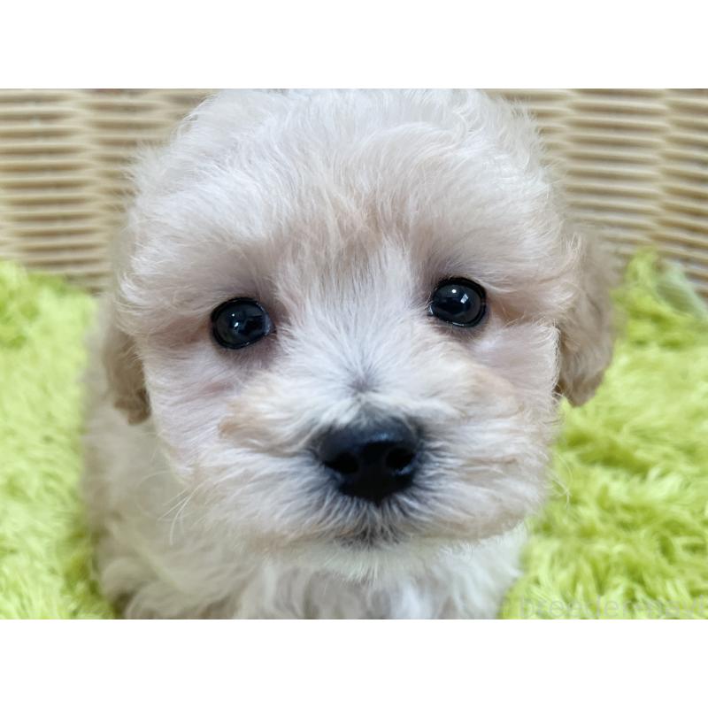 販売中の秋田県のマルプー:マルチーズ×トイプードル-451772の3枚目