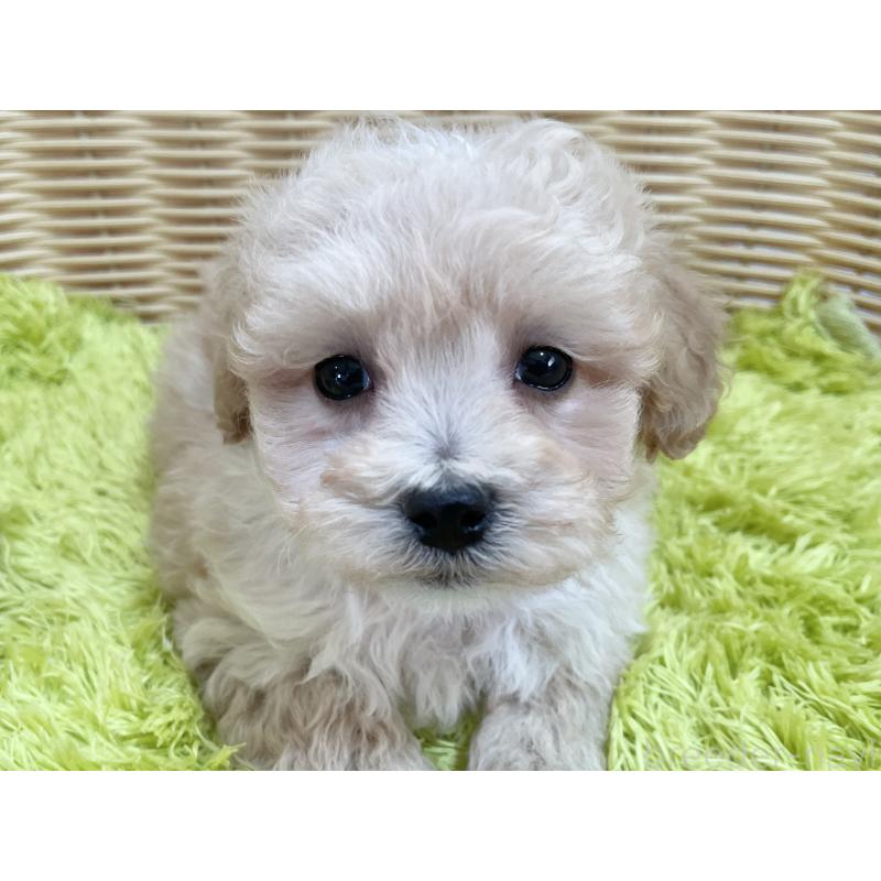 販売中の秋田県のマルプー:マルチーズ×トイプードル-451772の2枚目