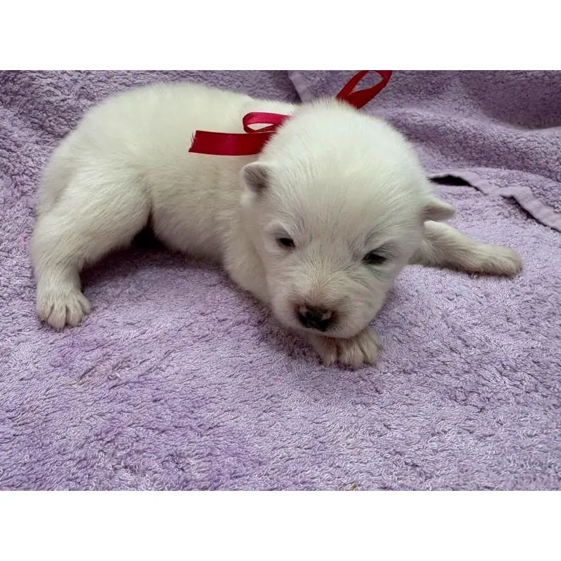 販売中の北海道のサモエド-454386の4枚目