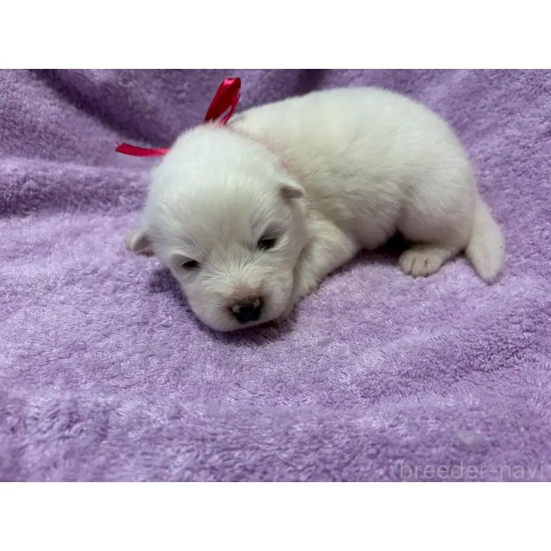 販売中の北海道のサモエド-454386の3枚目