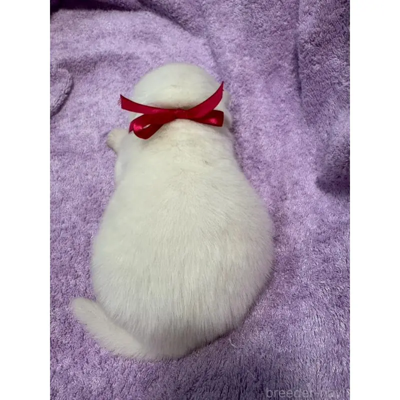 販売中の北海道のサモエド-454386の2枚目