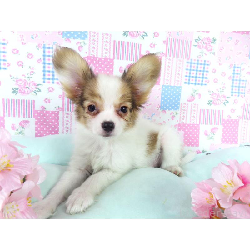 販売中の千葉県のパピヨン-444643の4枚目