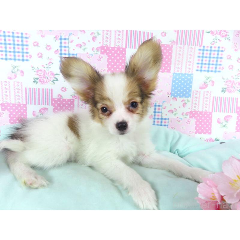 販売中の千葉県のパピヨン-444643の3枚目