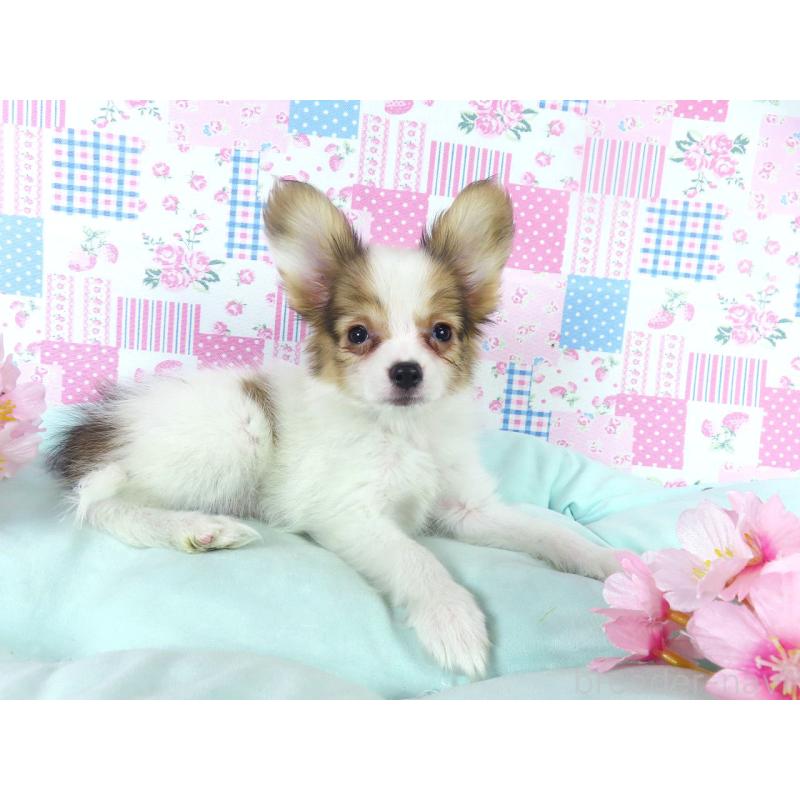 販売中の千葉県のパピヨン-444643の2枚目