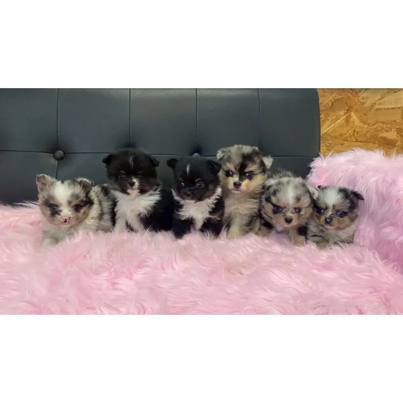 販売中の兵庫県のポメチワ:ポメラニアン×チワワ-454389の9枚目