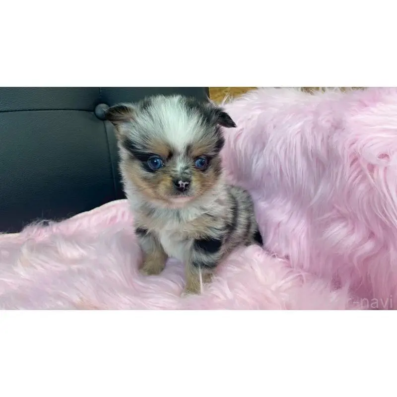 販売中の兵庫県のポメチワ:ポメラニアン×チワワ-454389の8枚目
