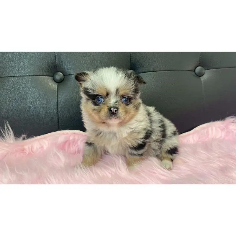 販売中の兵庫県のポメチワ:ポメラニアン×チワワ-454389の6枚目