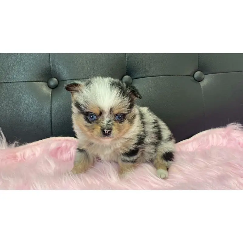 販売中の兵庫県のポメチワ:ポメラニアン×チワワ-454389の5枚目