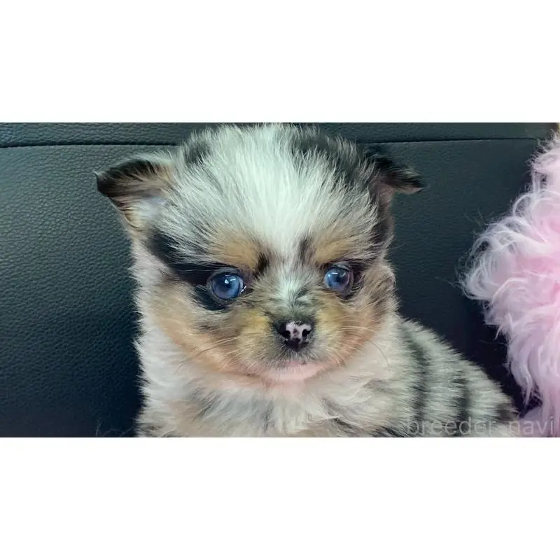 販売中の兵庫県のポメチワ:ポメラニアン×チワワ-454389の2枚目