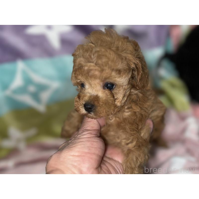 販売中の福岡県のタイニープードル-454390の8枚目