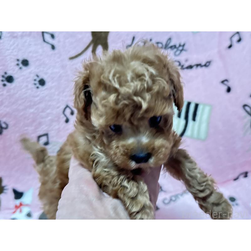 販売中の福岡県のタイニープードル-454390の7枚目