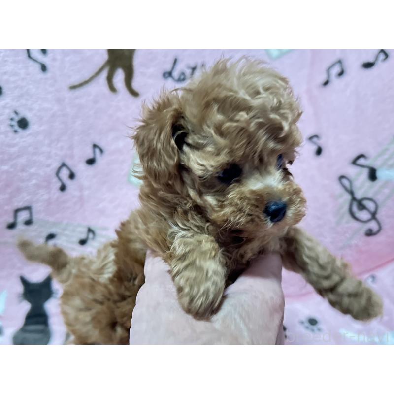 販売中の福岡県のタイニープードル-454390の6枚目