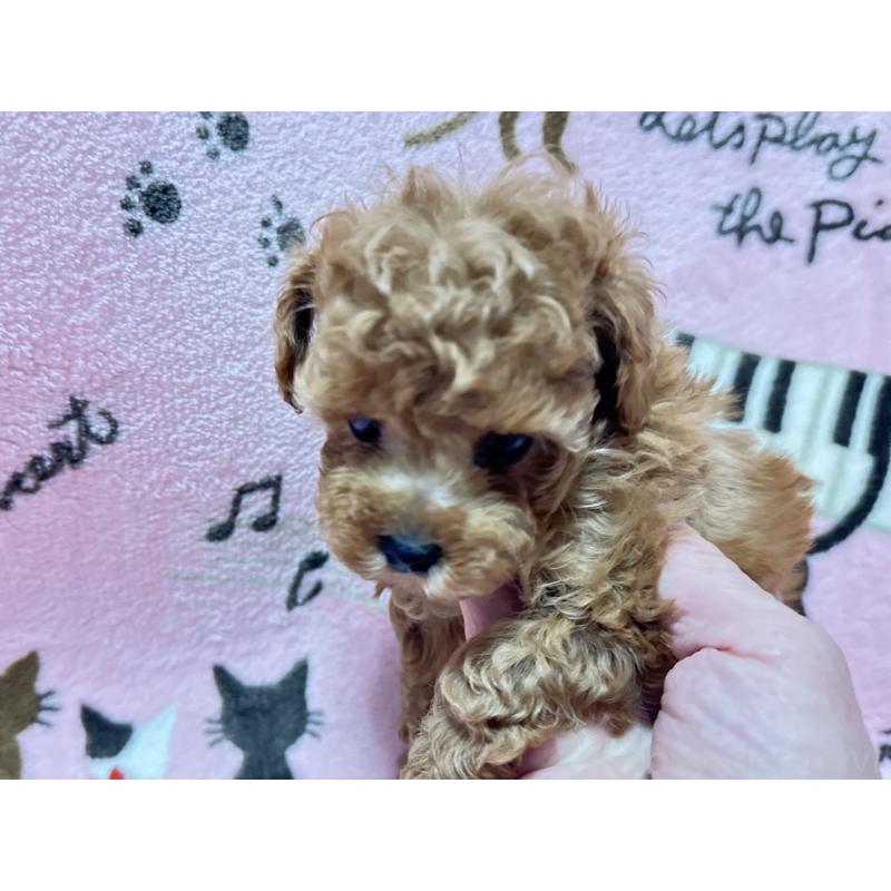 販売中の福岡県のタイニープードル-454390の5枚目