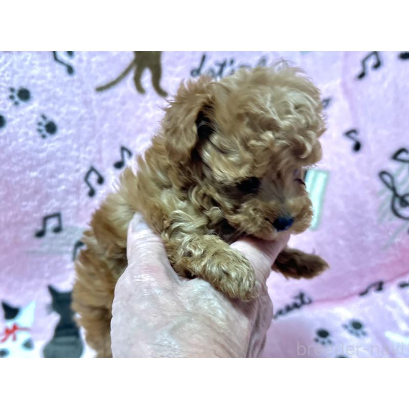 販売中の福岡県のタイニープードル-454390の4枚目