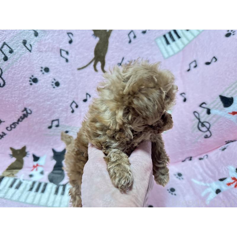 販売中の福岡県のタイニープードル-454390の3枚目