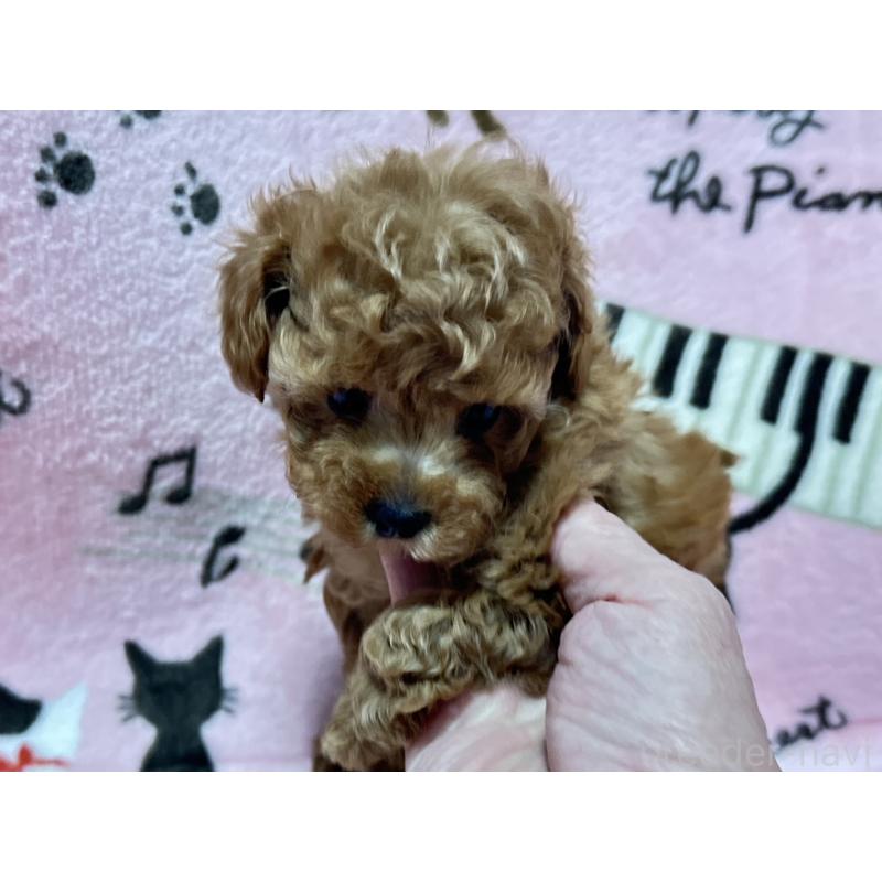 販売中の福岡県のタイニープードル-454390の2枚目