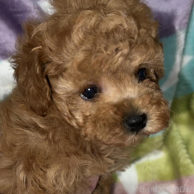 販売中の福岡県のタイニープードル-454390