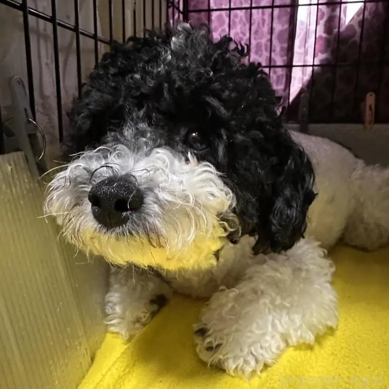 コーキちゃん1枚目