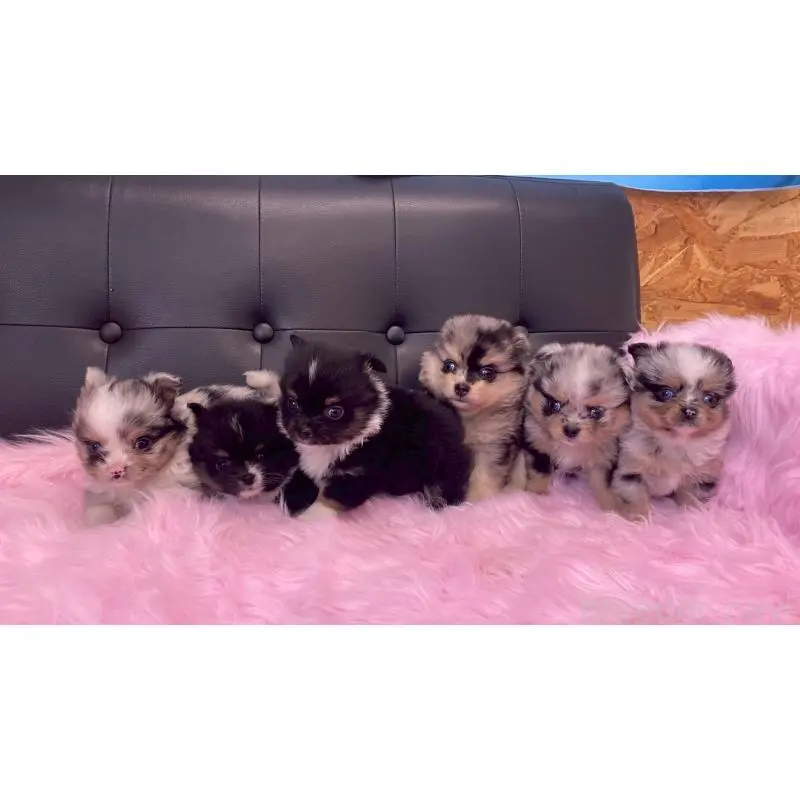 販売中の兵庫県のポメチワ:ポメラニアン×チワワ-454396の9枚目