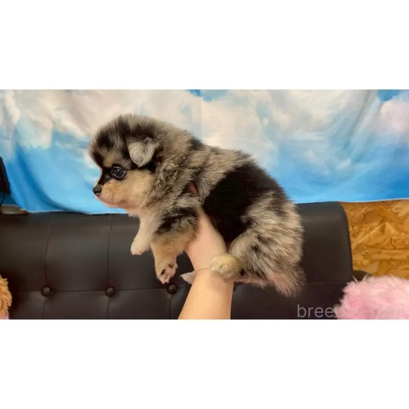 販売中の兵庫県のポメチワ:ポメラニアン×チワワ-454396の8枚目