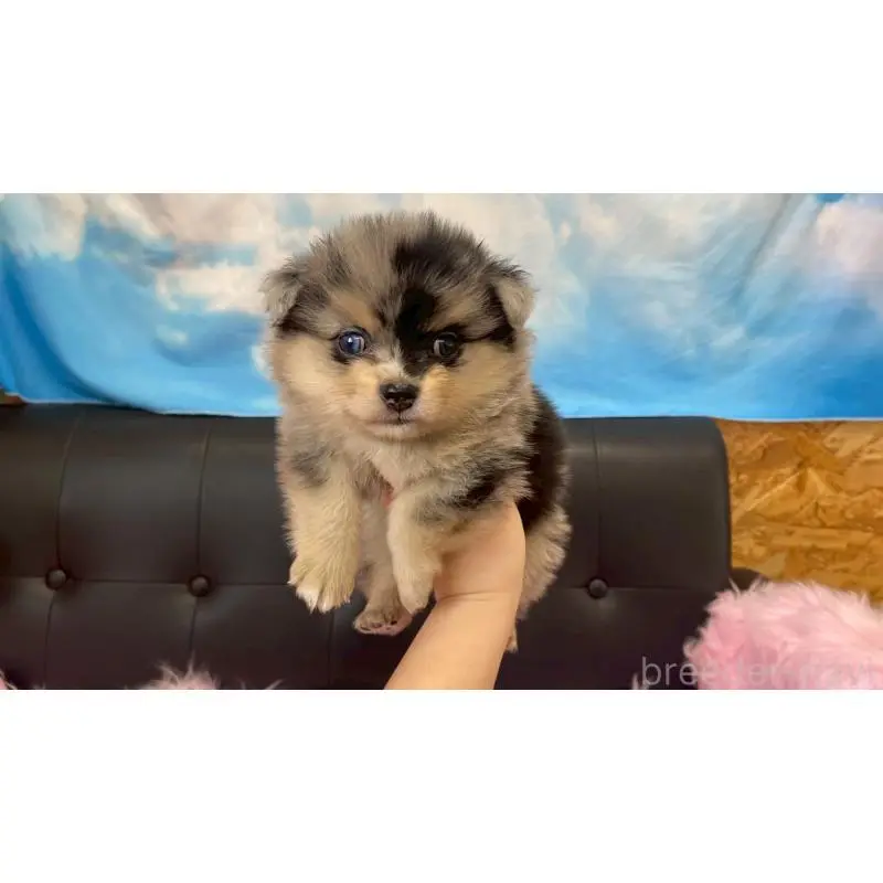 販売中の兵庫県のポメチワ:ポメラニアン×チワワ-454396の7枚目