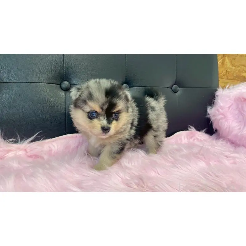 販売中の兵庫県のポメチワ:ポメラニアン×チワワ-454396の6枚目