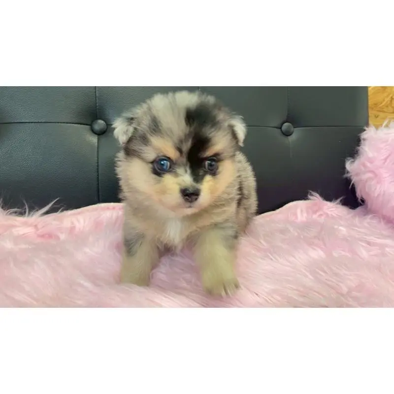 販売中の兵庫県のポメチワ:ポメラニアン×チワワ-454396の5枚目