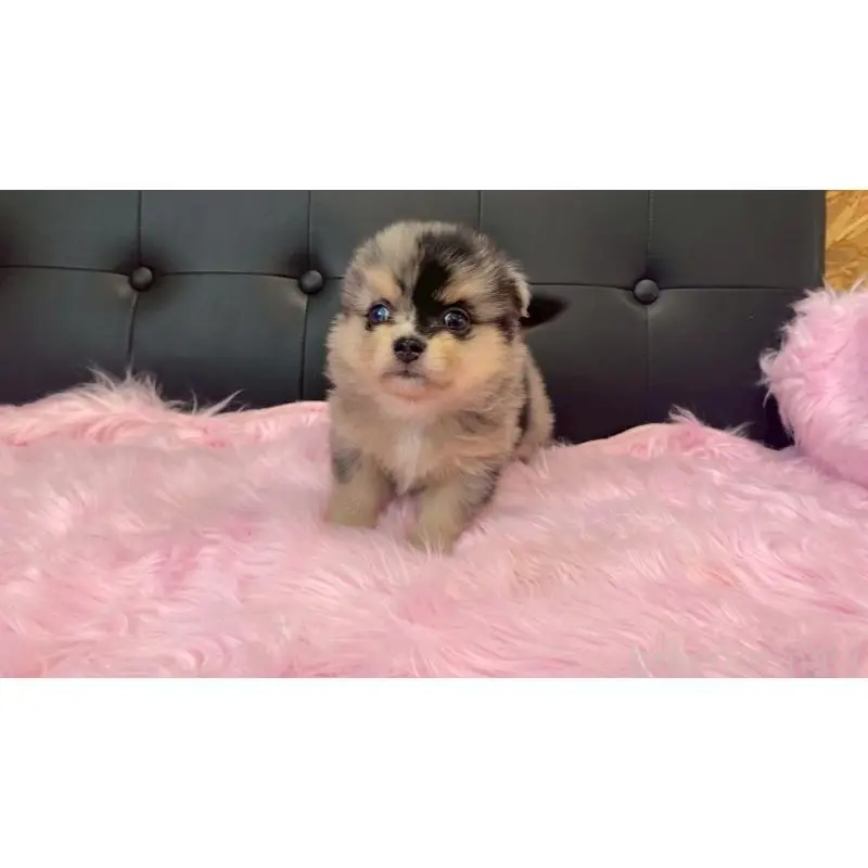 販売中の兵庫県のポメチワ:ポメラニアン×チワワ-454396の4枚目