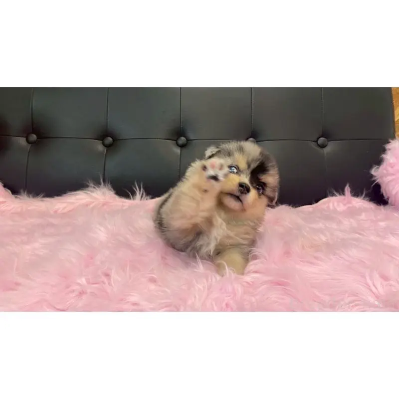 販売中の兵庫県のポメチワ:ポメラニアン×チワワ-454396の3枚目
