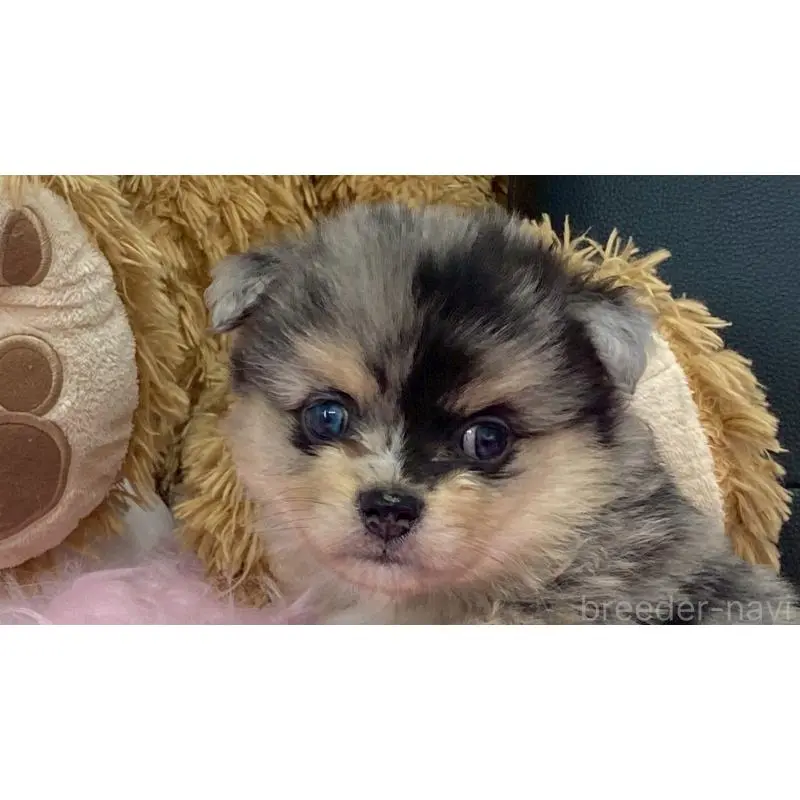 販売中の兵庫県のポメチワ:ポメラニアン×チワワ-454396の2枚目