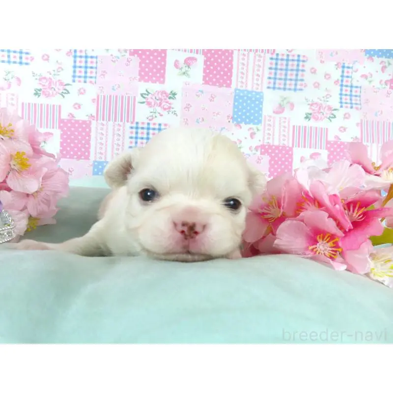 販売中の千葉県のチワワ(ロングコート)-454391の4枚目