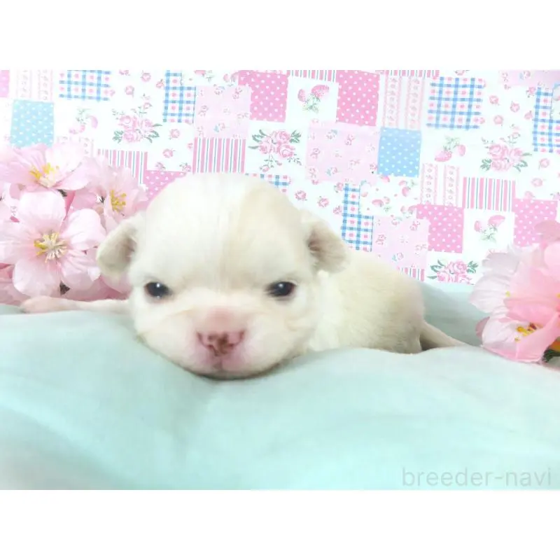 販売中の千葉県のチワワ(ロングコート)-454391の3枚目