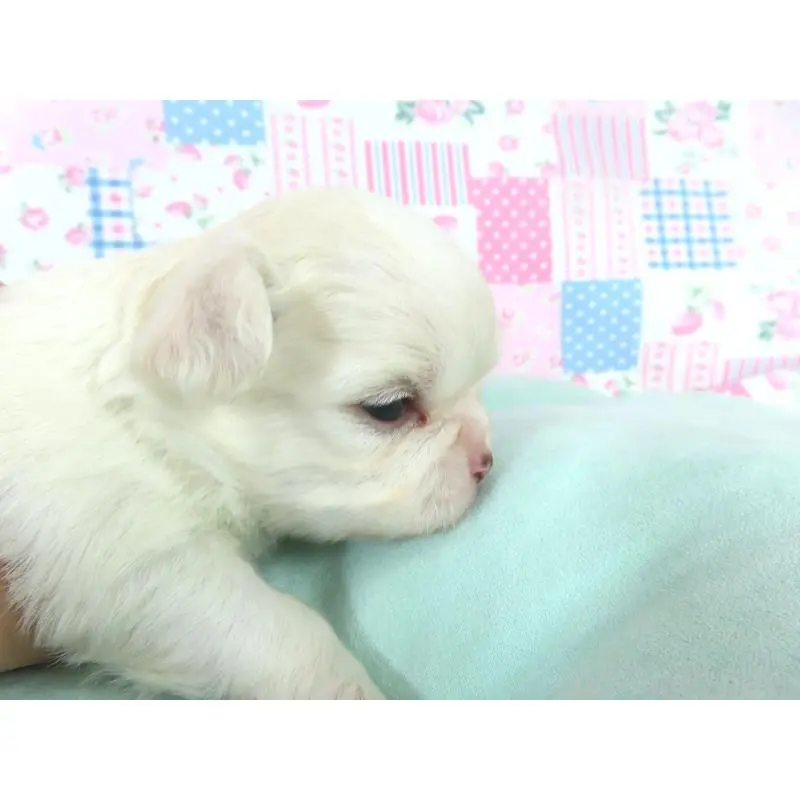 販売中の千葉県のチワワ(ロングコート)-454391の2枚目