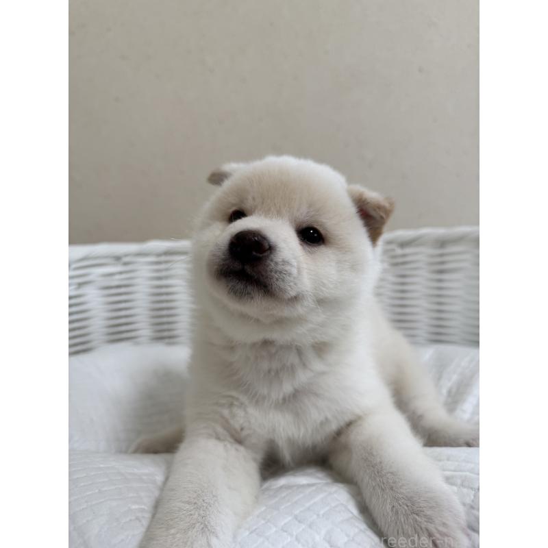 販売中の兵庫県の豆柴-454392