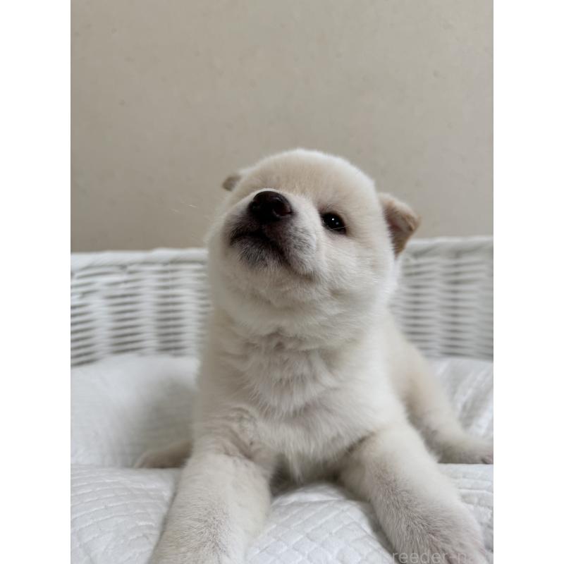 販売中の兵庫県の豆柴-454392の5枚目