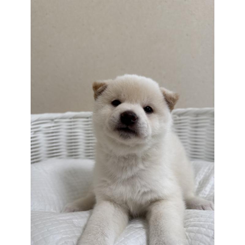 販売中の兵庫県の豆柴-454392の4枚目