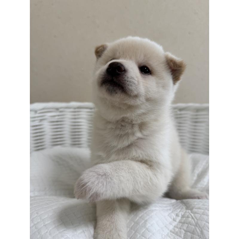 販売中の兵庫県の豆柴-454392の3枚目