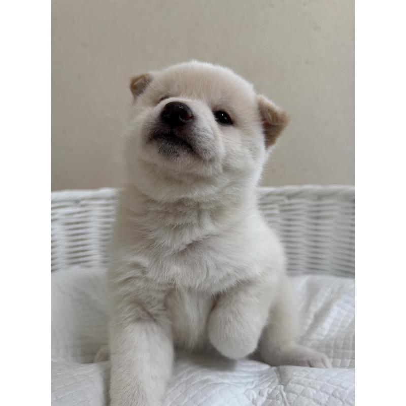 販売中の兵庫県の豆柴-454392の2枚目