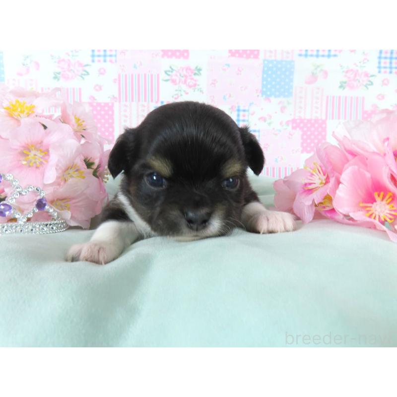 販売中の千葉県のチワワ(ロングコート)-454394の4枚目