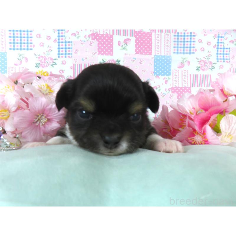 販売中の千葉県のチワワ(ロングコート)-454394の3枚目