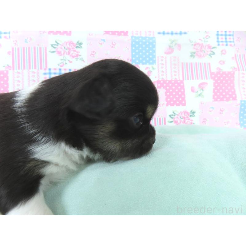 販売中の千葉県のチワワ(ロングコート)-454394の2枚目